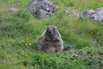 Murmeltiere (Marmota) oder Mankei auf Almwiese