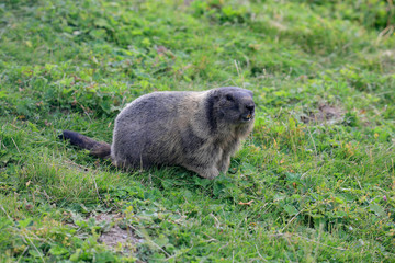 Murmeltiere (Marmota) oder Mankei auf Almwiese