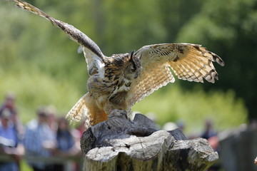 Beautiful Owl showing flying skills to spectators