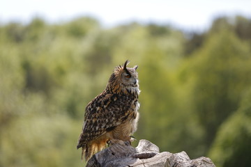 Beautiful Owl showing flying skills to spectators
