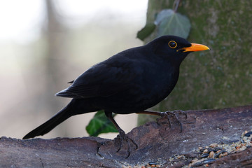 Fototapeta premium Amsel (Turdus merula) oder Schwarzdrossel, Männchen am Futterplatz