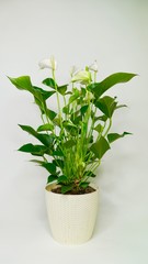 spathiphyllum peace lily plant on white background planted for home                    