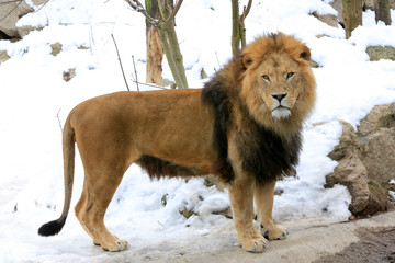Berberlöwe, Atlaslöwe oder Nubische Löwe (Panthera leo leo) im Schnee