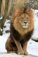 Fototapeta na wymiar Berberlöwe, Atlaslöwe oder Nubische Löwe (Panthera leo leo) im Schnee