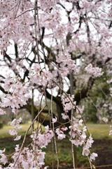 しだれ桜