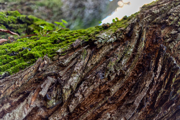 Chestnuts of the Temblar in Autumn in the province of Extremadura