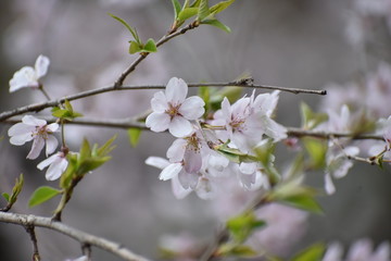 桜