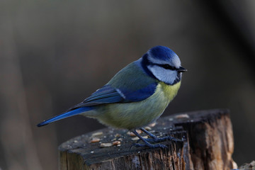 Blaumeise (Cyanistes caeruleus) am Futterplatz im Garten 
