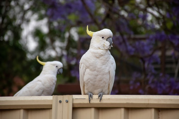 Sulphur-crested cockatoo sitting on a fence with beautiful blooming jacaranda tree on background....