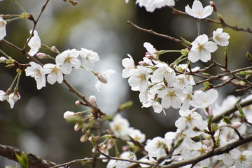 桜