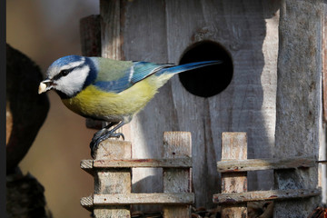 Blaumeise (Cyanistes caeruleus) Singvogel am Nistkasten