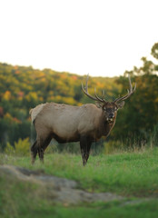 Elk