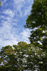 樹木と空
