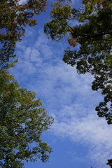 樹木と空