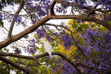 Sulphur-crested cockatoo seating on a beautiful blooming jacaranda tree. © Daria Nipot
