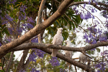 Sulphur-crested cockatoo sitting on a beautiful blooming jacaranda tree.