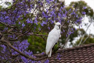 Sulphur-crested cockatoo sitting on a beautiful blooming jacaranda tree.