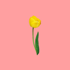 Beautiful yellow tulip with green stem leaf isolated on cherry pink background. Spring Easter mothers womens day concept. Design element