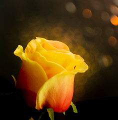Fototapeta na wymiar Yellow Rose with beautiful bokeh effect.
