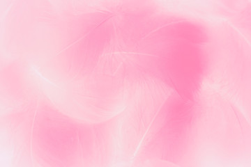 Naklejka premium Beautiful abstract colorful white and pink feathers on white background and soft white feather texture on light pattern and light purple background, colorful feather, purple banners
