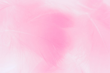 Beautiful abstract colorful white and pink feathers on white background and soft white feather texture on light pattern and light purple background, colorful feather, purple banners