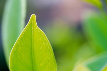 Green leaves with blurred pattern background