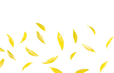  Light green and yellow leaves on a white background