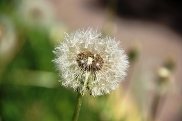 fluffy dandelion flower head. Spring weed and flowers