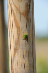 Blattwanze auf Holzpfahl