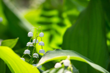 Obraz premium Lily of the valley (Convallaria majalis), blooming in the spring forest, close-up
