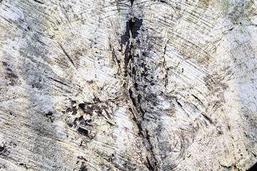 Stump of tree felled - section of the trunk with annual rings painted white. Slice wood. Wood...