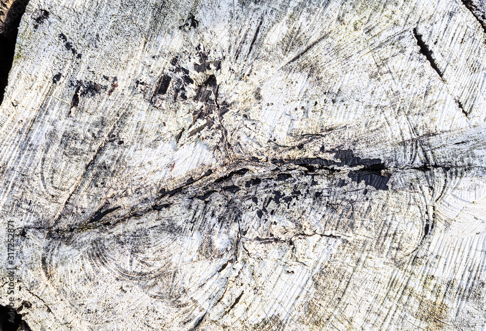 Poster stump of tree felled - section of the trunk with annual rings painted white. slice wood. wood textur
