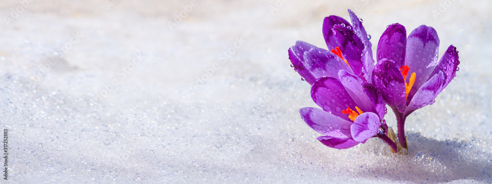 Canvas Prints Crocuses - blooming purple flowers making their way from under the snow in early spring, closeup with space for text, banner