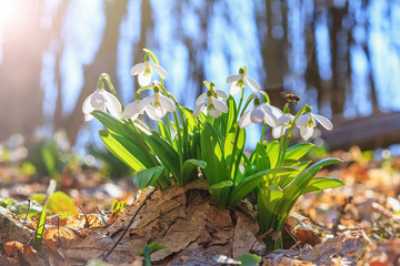 Blooming snowdrops (Galanthus nivalis) and their pollinating honey bee in early spring in the...