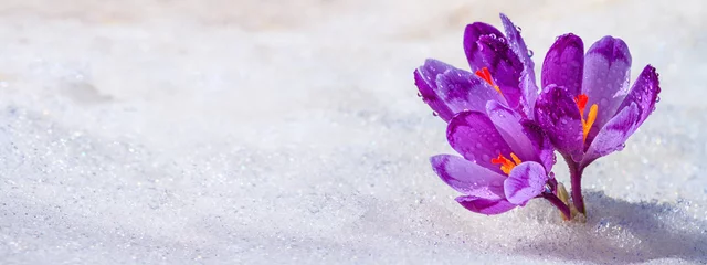 Keuken spatwand met foto Krokussen - bloeiende paarse bloemen die in het vroege voorjaar onder de sneeuw vandaan komen, close-up met ruimte voor tekst, banner © rustamank