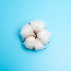 One cotton flower on a light blue background.