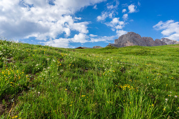Fototapeta na wymiar Beautiful flowers on the background of the Seceda. Odle Mountain range in Dolomites, Italy.