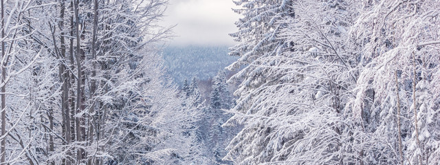 Winter landscape, banner - view of the snowy trees in the winter mountain forest after snowfall