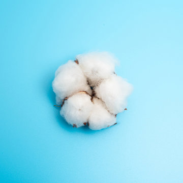 One cotton flower on a light blue background. © Nataliya Smirnova