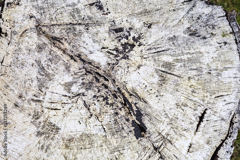 Poster stump of tree felled - section of the trunk with annual rings painted white. slice wood. wood textur