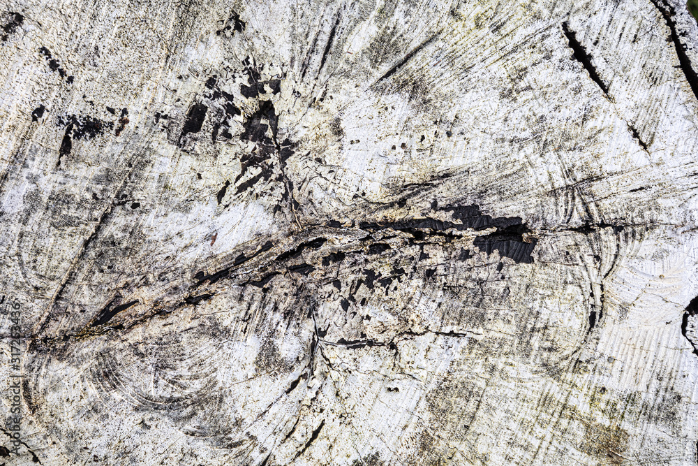 Poster stump of tree felled - section of the trunk with annual rings painted white. slice wood. wood textur