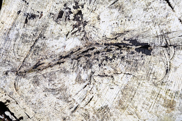 Stump of tree felled - section of the trunk with annual rings painted white. Slice wood. Wood...