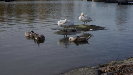 swans