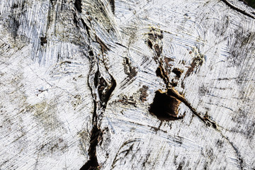 Stump of tree felled - section of the trunk with annual rings painted white. Slice wood. Wood...