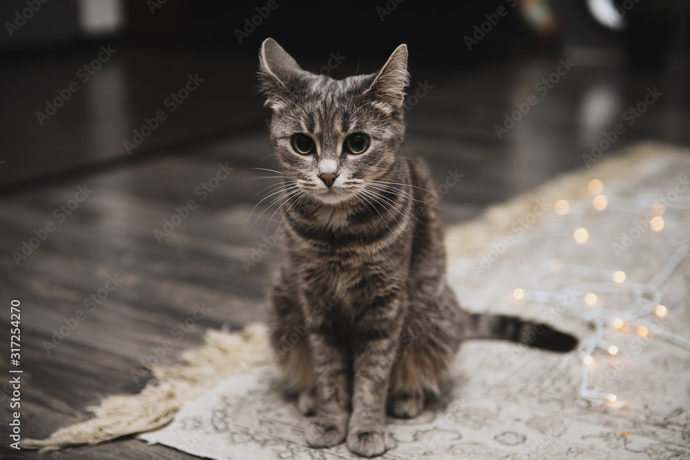 Wall mural Portrait of beautiful striped grey cat with big green eyes. Curious playful pet with big ears at home.