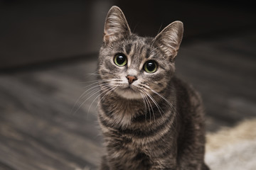 Portrait of beautiful striped grey cat with big green eyes. Curious playful pet with big ears at home. Animal looking to a camera.