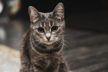 Portrait of beautiful striped grey cat with big green eyes. Curious playful pet with big ears at home. Animal looking to a camera.