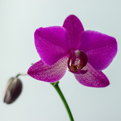 Blooming Lilac Orchid with Unopened Bud