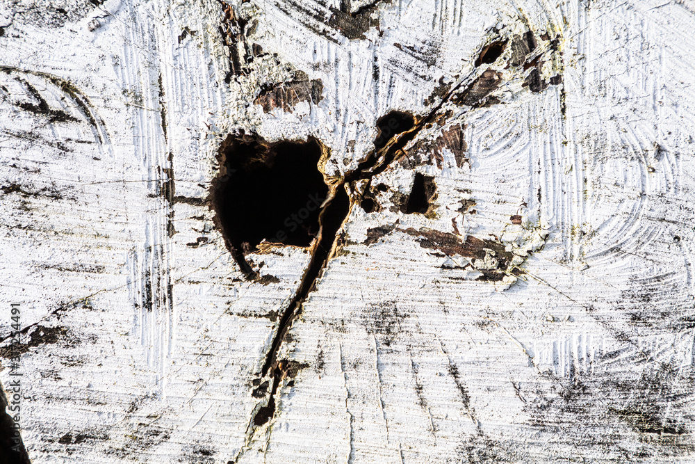 Poster stump of tree felled - section of the trunk with annual rings painted white. slice wood. wood textur