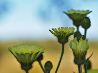Close-up of Taraxacum officinale opening at sunrise